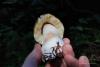 russula_002_3_t1.jpg