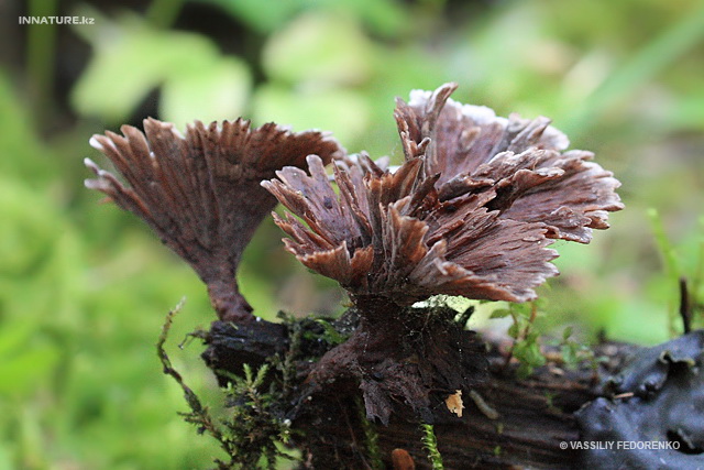 thelephora_caryophyllea_001.jpg