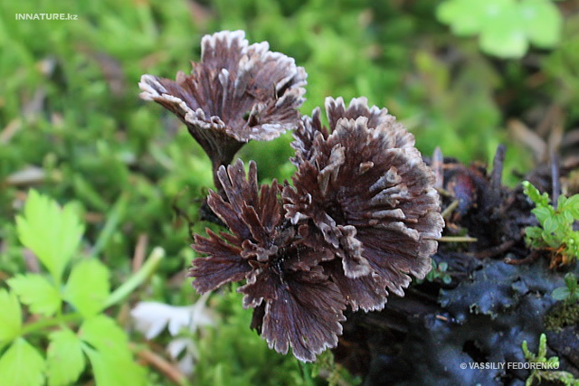 thelephora_caryophyllea_002.jpg