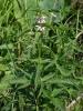 dsc02700_t1.jpg