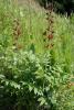 dsc02701_t1.jpg