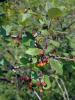 dsc02702_t1.jpg