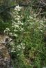 dsc02713_t1.jpg