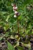 dsc02730_t1.jpg