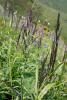 dsc02774_t1.jpg