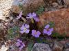 dsc02876_t1.jpg