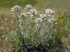 dsc03068_t1.jpg