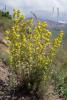 dsc03114_t1.jpg