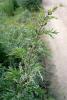 dsc03212_t1.jpg