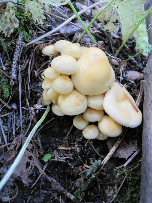 250990.jpg