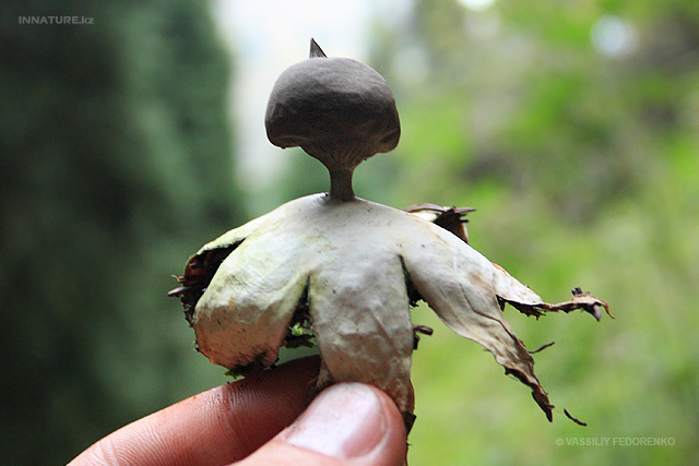 geastrum-pectinatum_01.jpg