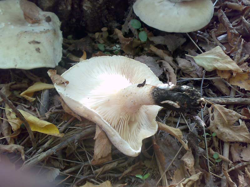 11102010471.jpg