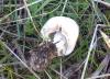26102010544_t1.jpg