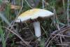 fungi7_t1.jpg