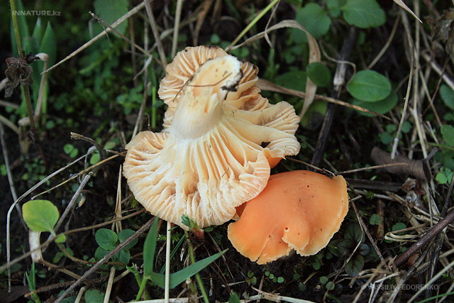 hygrocybe_pratensis_01.jpg