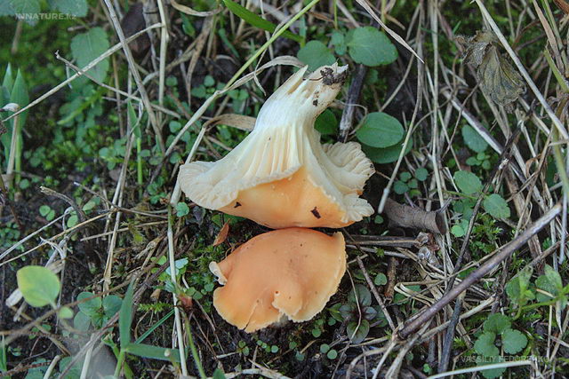 hygrocybe_pratensis_02.jpg