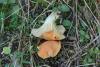 hygrocybe_pratensis_02_t1.jpg