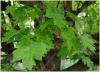 acer_campestre_t1.jpg