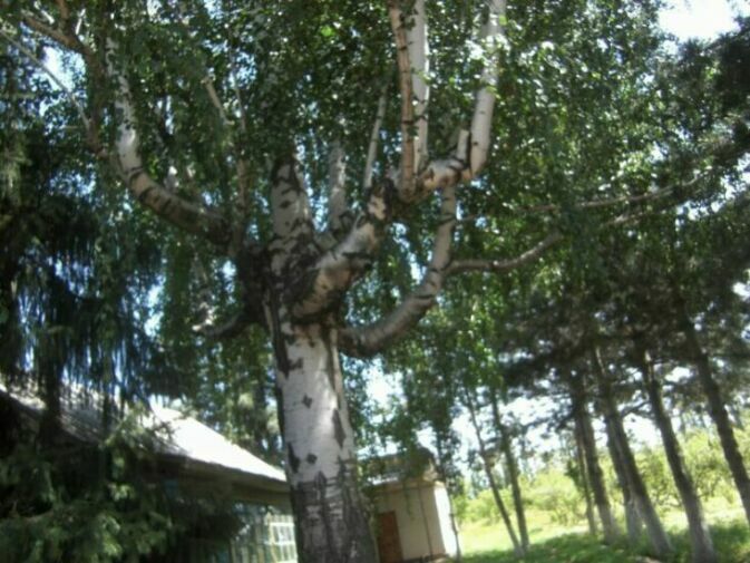 betula_pendula.jpg