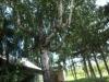 betula_pendula_t1.jpg