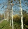 betula_utilis_doorenbos_t1.jpg