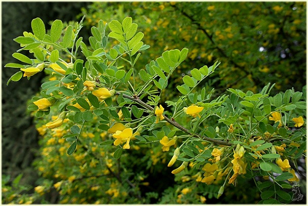 caragana_frutex.jpg