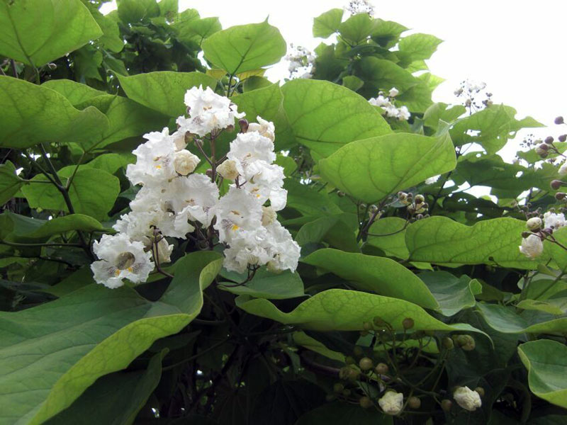 catalpa-bignonioides-1.jpg