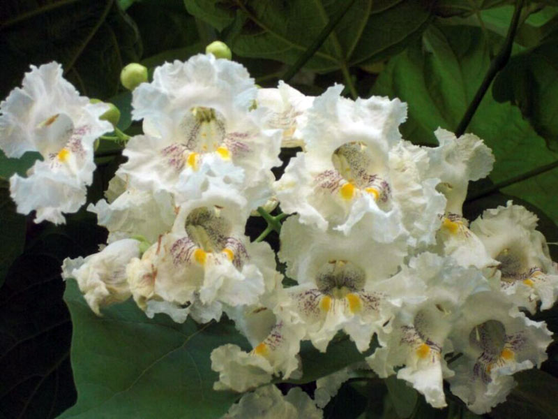 catalpa-bignonioides-2.jpg