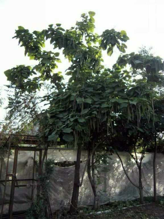 catalpa-bignonioides.jpg