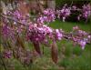 cercis_siliquastrum_t1.jpg