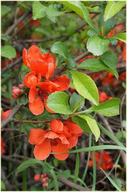 chaenomeles_japonica.jpg