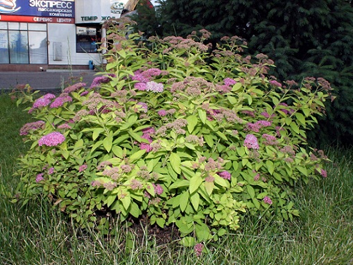 dsc01881.jpg