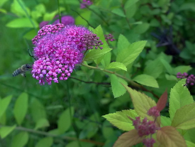 dsc01883.jpg