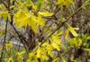 forsythia_intermedia_t1.jpg