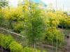 fraxinus-excelsior--aurea-fastigiata_t1.jpg