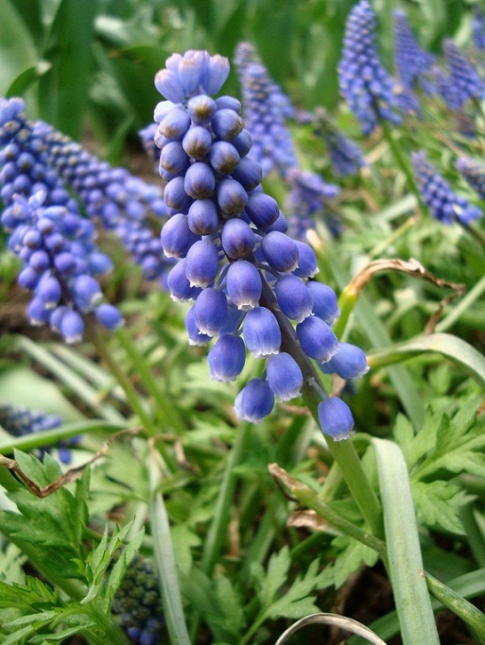 muscari_armeniacum.jpg