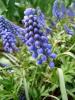 muscari_armeniacum_t1.jpg