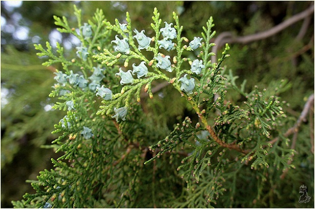 platycladus_orientalis.jpg