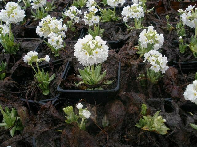 primula4.jpg