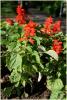 salvia_splendens_t1.jpg