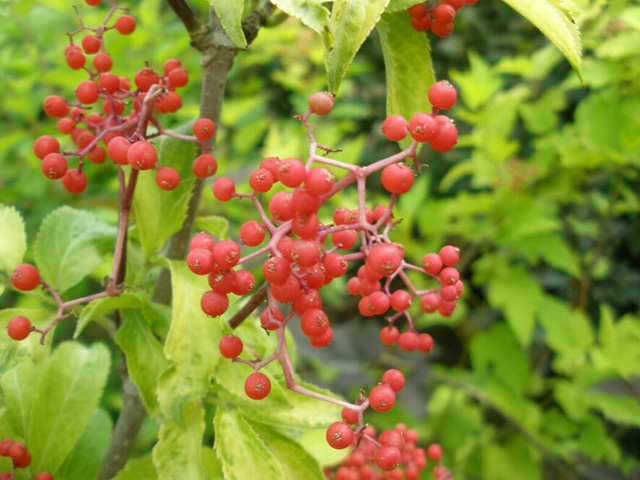 sambucus_canadensis_01.jpg