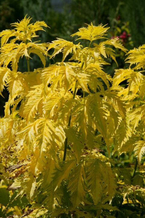 sambucus_canadensis_03.jpg