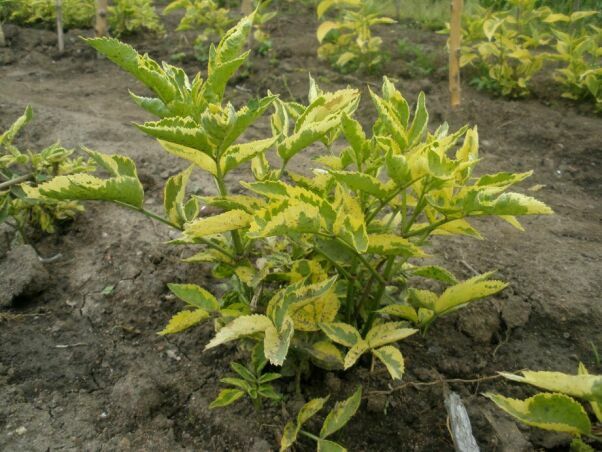 sambucus_nigra_madonna.jpg