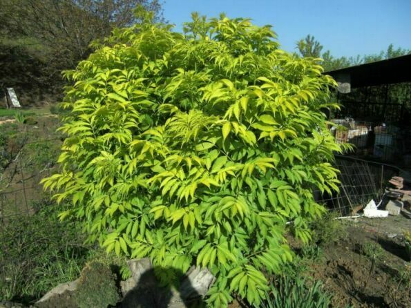 sambucus_racemosa.jpg