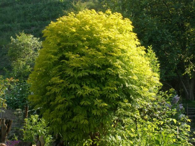 sambucus_racemosa1.jpg