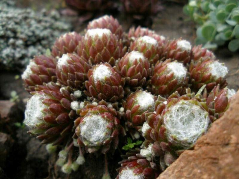 sempervivum.jpg