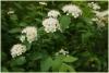 spiraea_vanhouttei_t1.jpg