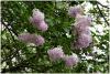 syringa_persica_t1.jpg