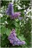 syringa_vulgaris_t1.jpg