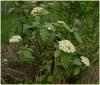 viburnum_lantana_t1.jpg